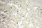 TIMELESS Antibody in Immunohistochemistry (Paraffin) (IHC (P))