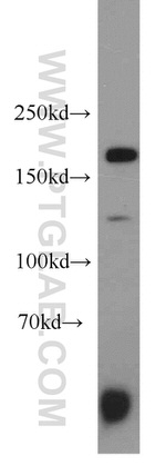 KDM5C Antibody in Western Blot (WB)