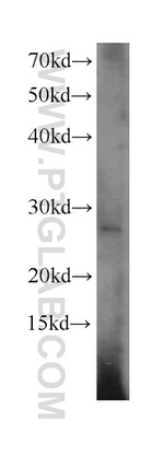 Apolipoprotein AI Antibody in Western Blot (WB)