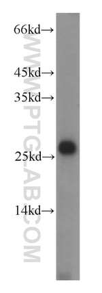 Apolipoprotein AI Antibody in Western Blot (WB)