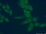 AMPK beta 2 Antibody in Immunocytochemistry (ICC/IF)
