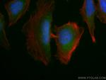 AMPK beta 2 Antibody in Immunocytochemistry (ICC/IF)