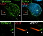 TSPAN10 Antibody in Immunocytochemistry (ICC/IF)
