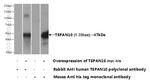 TSPAN10 Antibody in Western Blot (WB)