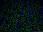 GPX4 Antibody in Immunohistochemistry (PFA fixed) (IHC (PFA))