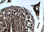 GPX4 Antibody in Immunohistochemistry (Paraffin) (IHC (P))