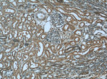 GPX4 Antibody in Immunohistochemistry (Paraffin) (IHC (P))