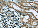 GPX4 Antibody in Immunohistochemistry (Paraffin) (IHC (P))