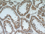 GPX4 Antibody in Immunohistochemistry (Paraffin) (IHC (P))