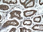 GPX4 Antibody in Immunohistochemistry (Paraffin) (IHC (P))