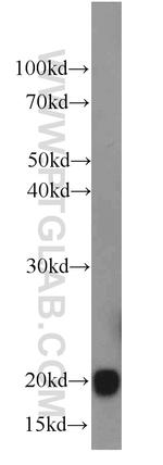 GPX4 Antibody in Western Blot (WB)