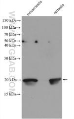 GPX4 Antibody in Western Blot (WB)
