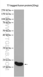 T7-tag Antibody in Western Blot (WB)