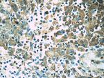 Orai1-Alpha Antibody in Immunohistochemistry (Paraffin) (IHC (P))