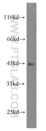 Orai1-Alpha Antibody in Western Blot (WB)