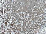 CYP17A1 Antibody in Immunohistochemistry (Paraffin) (IHC (P))