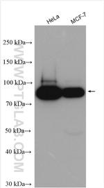 POLK Antibody in Western Blot (WB)