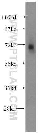 POLK Antibody in Western Blot (WB)