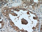 AMH Antibody in Immunohistochemistry (Paraffin) (IHC (P))