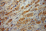 GLUD2 Antibody in Immunohistochemistry (Paraffin) (IHC (P))