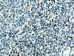 TCF7 Antibody in Immunohistochemistry (Paraffin) (IHC (P))