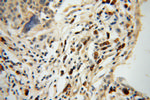 AIG1 Antibody in Immunohistochemistry (Paraffin) (IHC (P))