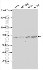 EPN1 Antibody in Western Blot (WB)