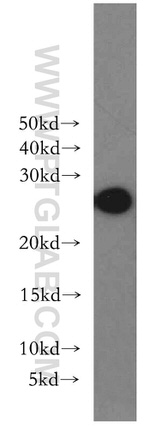 GSTA1 Antibody in Western Blot (WB)