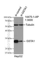 GSTA1 Antibody in Western Blot (WB)