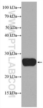 GSTA1 Antibody in Western Blot (WB)