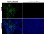 FOXP3 Monoclonal Antibody (236A/E7), eBioscience™