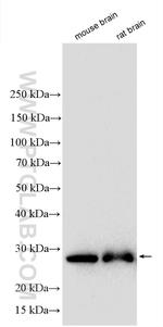 Calbindin-D28k Antibody in Western Blot (WB)