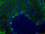 Calbindin-D28k Antibody in Immunohistochemistry (PFA fixed) (IHC (PFA))