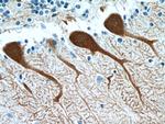 Calbindin-D28k Antibody in Immunohistochemistry (Paraffin) (IHC (P))