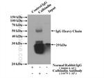 Calbindin-D28k Antibody in Immunoprecipitation (IP)