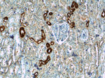 Calbindin-D28k Antibody in Immunohistochemistry (Paraffin) (IHC (P))