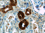 Calbindin-D28k Antibody in Immunohistochemistry (Paraffin) (IHC (P))
