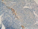 Calbindin-D28k Antibody in Immunohistochemistry (Paraffin) (IHC (P))