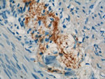Calbindin-D28k Antibody in Immunohistochemistry (Paraffin) (IHC (P))