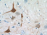 Calbindin-D28k Antibody in Immunohistochemistry (Paraffin) (IHC (P))