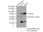 TFE3 Antibody in Immunoprecipitation (IP)
