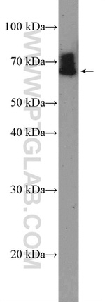 TFE3 Antibody in Western Blot (WB)