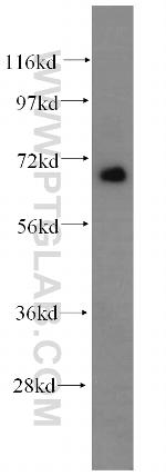 TFE3 Antibody in Western Blot (WB)