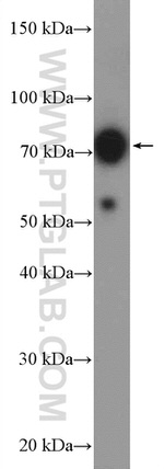 TFE3 Antibody in Western Blot (WB)