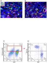 F4/80 Antibody in Immunohistochemistry (Frozen) (IHC (F))