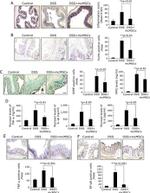 F4/80 Antibody in Immunohistochemistry (IHC)