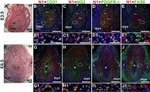 F4/80 Antibody in Immunohistochemistry (IHC)