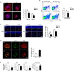 F4/80 Antibody in Flow Cytometry (Flow)