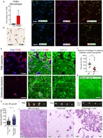 F4/80 Antibody in Immunohistochemistry (IHC)