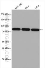 PNPT1 Antibody in Western Blot (WB)